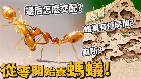 家中有螞蟻風水 台灣養寵物人口
